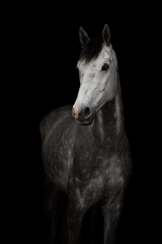 Portrait von Pferd vor schwarzem Hintergrund mit Isiful Pictures in Northeim