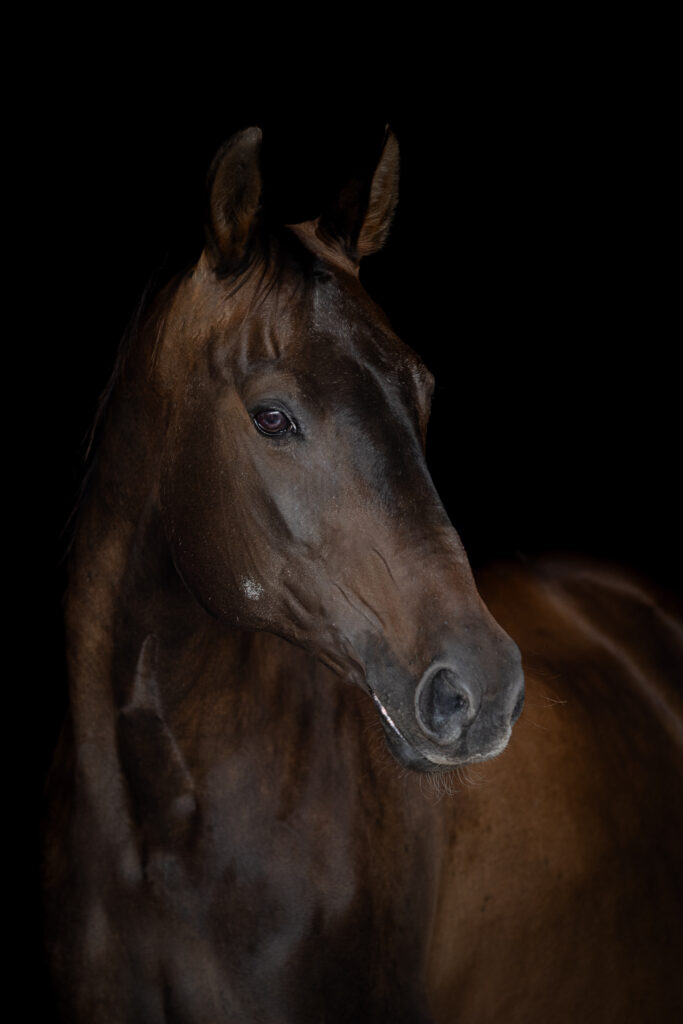 Dunkelbraunes Pferd bei Fotoshooting mit Isiful Pictures in Northeim